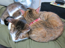 IMG06710.jpg