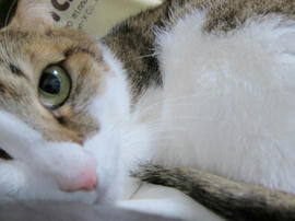 IMG06711.jpg