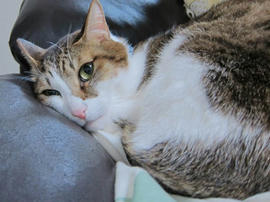IMG06712.jpg