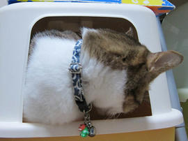 IMG06731.jpg
