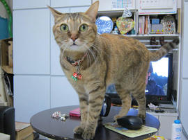 IMG06733.jpg