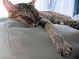IMG06746.jpg
