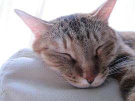 IMG06748.jpg