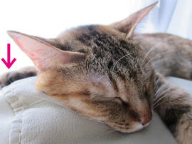 IMG06747.jpg