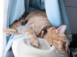 IMG06759.jpg