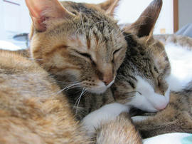IMG06796.jpg