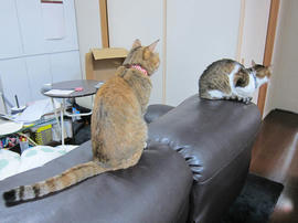 IMG06814.jpg