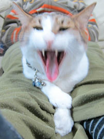 IMG06818.jpg