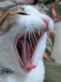 IMG06820.jpg