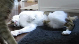 IMG06824_8.jpg