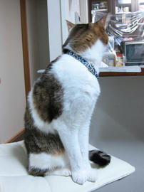 IMG06826.jpg