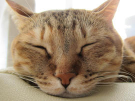 IMG06831.jpg
