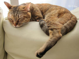 IMG06833.jpg