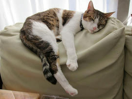IMG06834.jpg