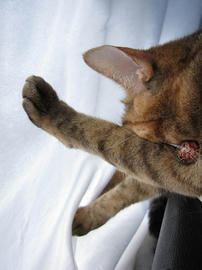 IMG06840.jpg