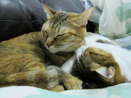 IMG06860.jpg