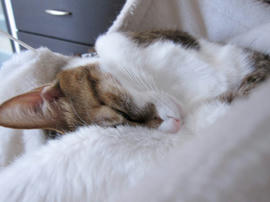 IMG06878.jpg