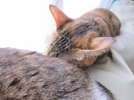 IMG06883.jpg