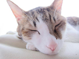 IMG06885.jpg