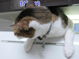 IMG06888.jpg