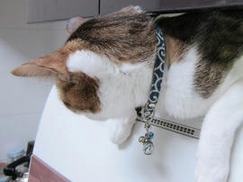 IMG06894.jpg