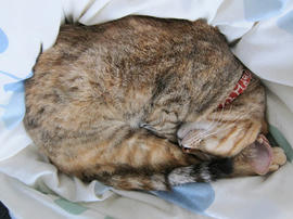 IMG06927.jpg