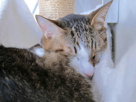 IMG06930.jpg