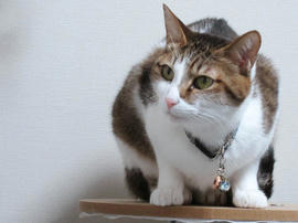 IMG07012.jpg