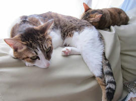 IMG06884.jpg