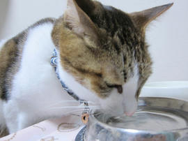 IMG07054.jpg
