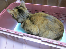 IMG07074.jpg