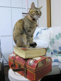 IMG07132.jpg