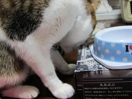 IMG07140.jpg
