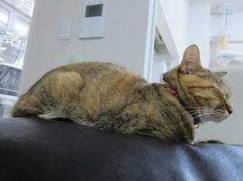IMG07207.jpg