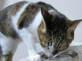 IMG07235.jpg
