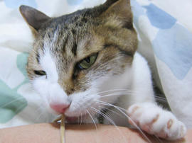 IMG07252.jpg