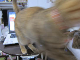 IMG07283.jpg