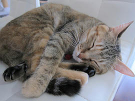 IMG07310.jpg