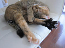 IMG07311.jpg