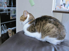 IMG07336.jpg