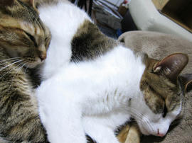 IMG07368.jpg