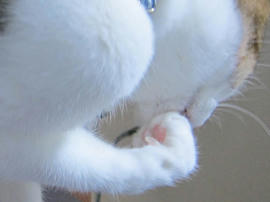IMG07384.jpg