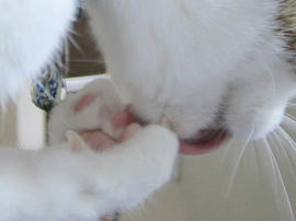 IMG07385.jpg