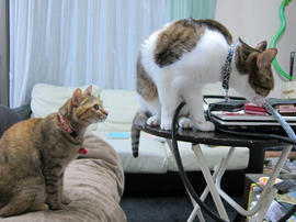 IMG07388.jpg