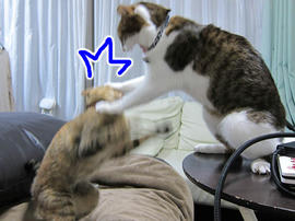 IMG07392.jpg