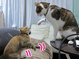 IMG07394.jpg
