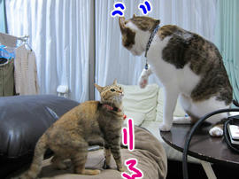 IMG07397.jpg