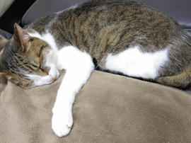 IMG07531.jpg