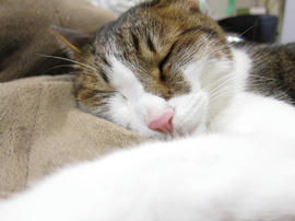 IMG07532.jpg