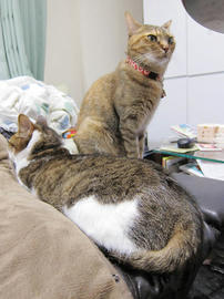 IMG07533.jpg